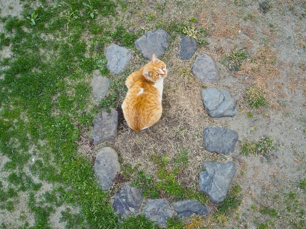 猫と楕円形に並んだ石のカップリングがポイント。真上から撮るときも猫撮り棒（2015年3月 OLYMPUS AIR A01）