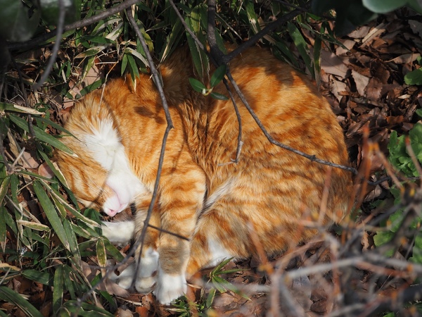 草むらでこっそり寝てる猫を上から狙ってみた。これは楽チン（2015年3月 OLYMPUS AIR A01）