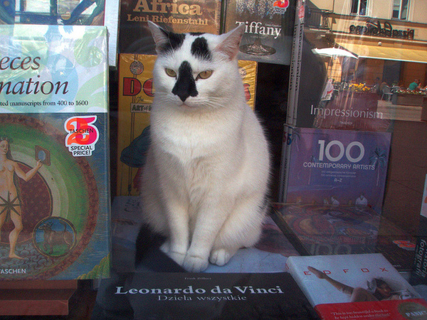 Bookstore cat