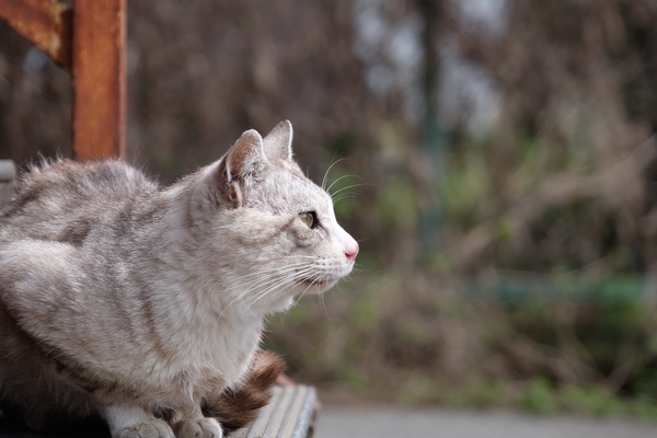富士吉田階段猫の横顔。ちょこんと両前足を揃えてくつろいでおりました（2015年4月 富士フイルム X-T1）