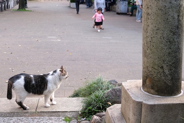 拝殿前の石段に座って休憩してると左手にいた猫がとことこと歩いてきたので思わず撮影。右に石鳥居の基部が写ってます（2015年4月 富士フイルム X-T1）