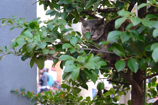 木の上に猫がのんびりくつろいでるの図。ほどよく茂ってて落ち着く場所なんでしょう。ここなら人にも気づかれにくいしね（2015年4月 富士フイルム X-T1）