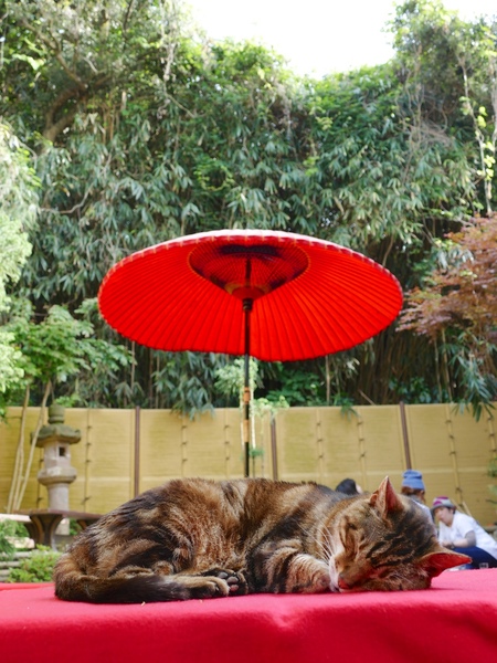 赤い傘を背景に、優雅に寝てる猫。テラス席が満席になる日でもない（何しろ、平日なのだ）ので安心して眠れるようだ。寝心地よさそうだし（2015年5月 パナソニック DMC-FZ1000）