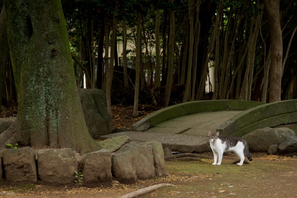 石橋のたもとをゆっくり歩いてた猫。ちょっと精悍な感じがよい。このあたりは参拝客も少ないので猫的にものんびり過ごせてよいのだろうな（2015年5月 オリンパス OM-D E-M1）
