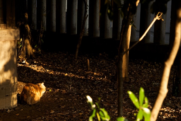 夕日を浴びて赤く染まった神社猫。より赤めに撮ってみた（2015年3月 オリンパス OM-D E-M1）