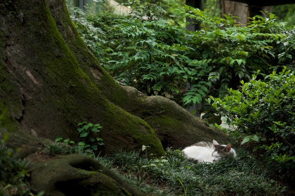 大木の猫とで木に包まれて眠る猫。安心感がある場所ですな。とても猫に似合う場所。こういうときはもう起こさないよう気をつけつつ、マイナス補正をかけて撮るべし（2015年5月 オリンパス OM-D E-M1）