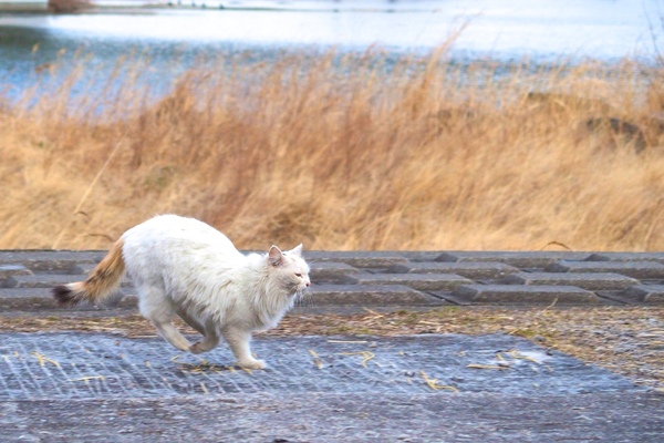 駆けていく白猫。走るときならではの姿勢がポイント。カメラを動かしながら撮ってるので背景が少し流れてスピード感も出てる（2014年2月 オリンパス Stylus 1）