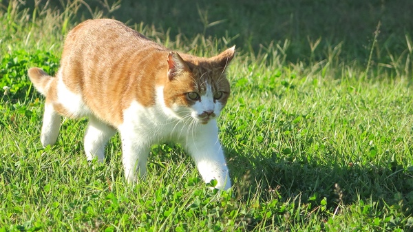 草むらから現われてこっちへ向かってくる猫をちょっと遠くから望遠で。冒頭写真なので顔が写ってるヤツを持ってきてみた（2013年10月 キヤノン Powershot G16）