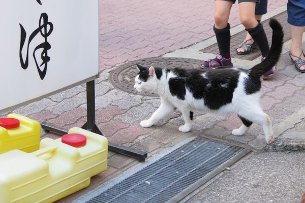 街中の地域猫はまわりに人がいても気にせず、エサの時間になるとしっぽを立てて歩いて行くのだ（2013年10月 キヤノン Powershot G16）