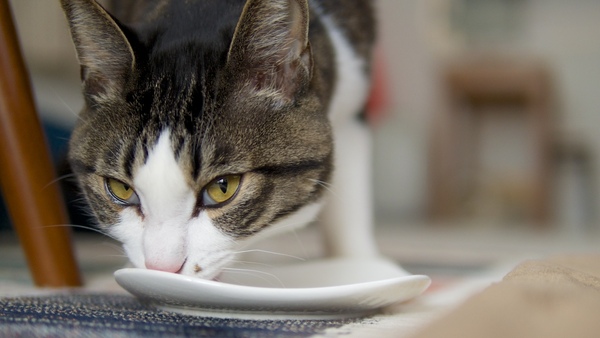 カメラを構えた見知らぬ不審者を警戒しつつ、でもお皿を最後まで舐め続けるキリちゃんの図。モニターを開いて猫目線アングルで（2015年2月 オリンパス OM-D E-M1）