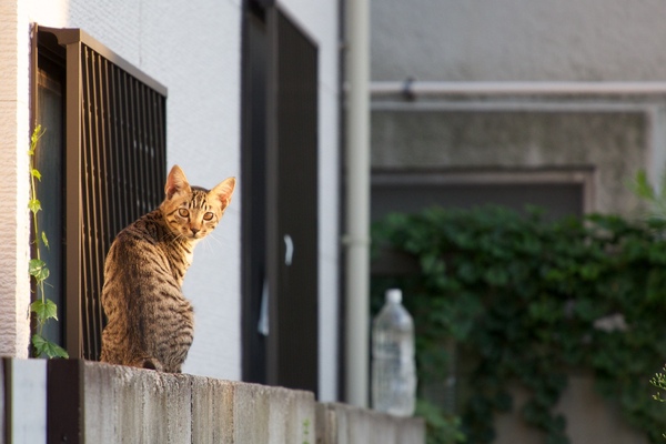 塀の上を歩いて行こうとする姿に気づいて足を止めると、向こうも気づいて振り返ってくれた。さすが猫は敏感。奥にペットボトルが見えるけど、ペットボトルは猫よけにはなりません（2013年8月 オリンパス OM-D E-M5）