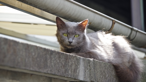 ふさふさしたグレーがカッコいい優雅な猫。道路から少し離れた塀の上でくつろいでるところで目が合ったので、そのまま望遠で撮らせていただきました（2015年5月 ペンタックス K-3 II）