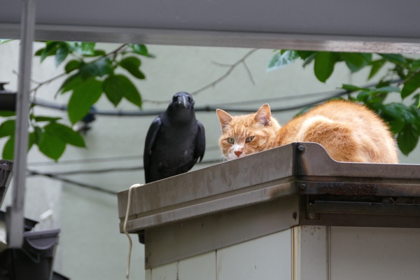 蒸し暑い曇天の日、庭にあった物置の上で寝てた猫、我々の視線に気づいてこちらをにらみつけた瞬間、カラスが降り立ったのだった。猫とカラス（2015年5月 パナソニック DMC-FZ1000）