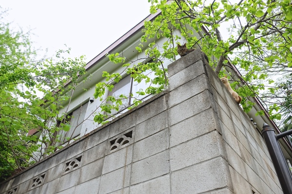 ちょっとした高台にある家の塀なので実はかなり高い場所。その角から猫が顔を出してたのだ。よく見ると後ろにももう1匹。猫の上から目線（2015年4月 富士フイルム X-T1）