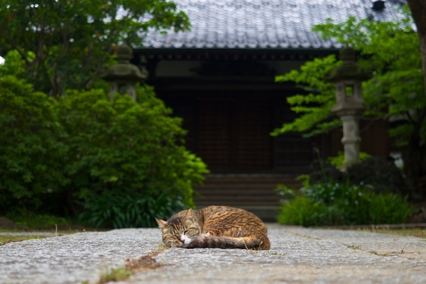 梅雨時ならでは濃い緑とお寺らしい暗いお堂を背景に丸くなって寝てる猫。お寺が飼ってる猫なのかもしれない。堂々とど真ん中に寝てる。門が閉まってるので、外からそっと猫を起こさないように撮ってみた（2015年6月　オリンパス OM-D E-M5）
