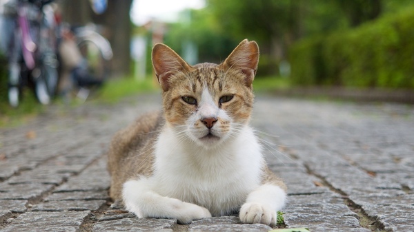 遊歩道のど真ん中に悠々と座ってた地域猫。近づいても逃げそうになかったので、這いつくばってぐっと寄ってみた。カメラを猫の目の高さにまでおろし、開いたモニターを見ながら撮影（2015年6月　オリンパス OM-D E-M5）