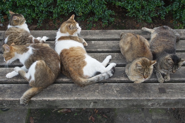 狭いベンチに猫5匹。3匹と2匹に分かれているのは、それぞれ兄弟なんだろうか。そう考えると、毛並みや模様も3匹と2匹で分かれる感じ。おとなしく並ぶ2匹と思い思いにくつろぐ3匹。対比がわかるアングルで撮ってみた（2015年6月　オリンパス OM-D E-M5）