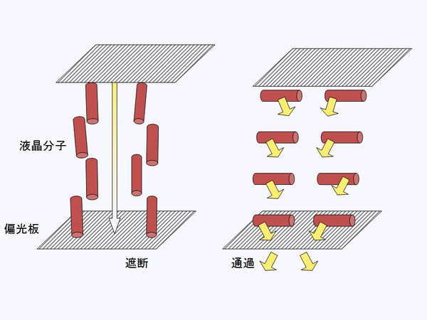 VA方式は画面が“暗”（左）の時、液晶分子が垂直になる。“明”（右）になるごとに水平となる