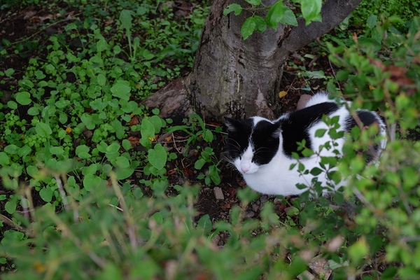 木の根元に隠れてても見つけちゃうのだ。湿った土とその水分で勢いづいた雑草の緑がきれい。で、この猫、頭の模様がいい。前後対象でハチワレてるのだ（2015年7月 富士フイルム X-T1）