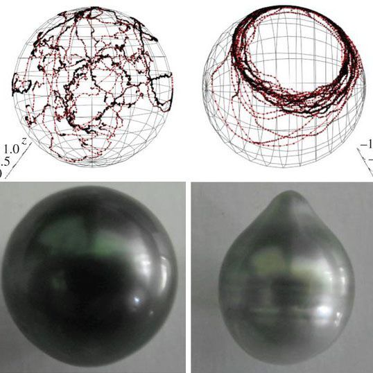 真珠貝は殻の中で真珠を回していることを実験で確認