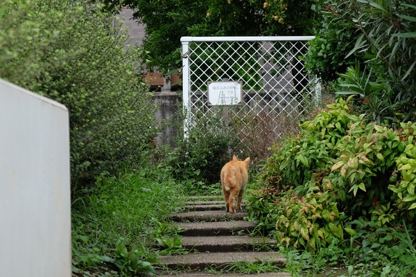 この猫はどこへ連れて行ってくれるのか。とことこと歩いて公園に奥に向かう猫の後をそっとつけてみる。そんな後ろ姿。よく見るとアゲハ蝶も飛んでます（2015年7月 富士フイルム X-T1）