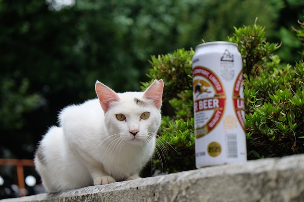 あ、私が見つめてるのがばれてしまった。それにしても猫がビールを呑むとは思えないので、いったい何が彼の心にひっかかったのか、謎である（2015年7月 富士フイルム X-T1）