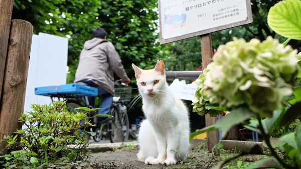 花壇に座ってたきれいな白猫と目が合ったのであった。うしろの看板に猫についての注意事項がちゃんと書いてある。こういうの大事（2015年7月 富士フイルム X-T1）