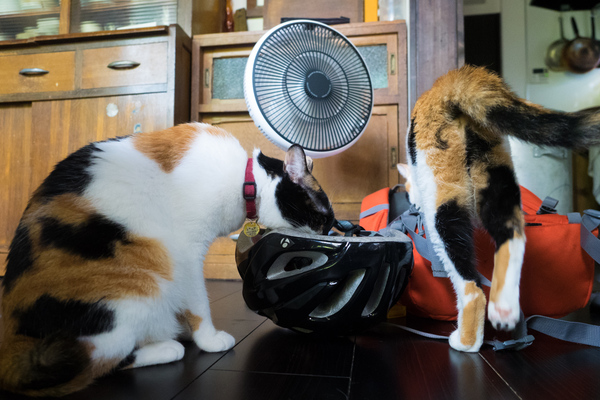 バッグの匂いを嗅ぎにくる猫はよくいるけれども、ヘルメットにまで顔を突っ込むとか。あまりに面白い光景なので思わず低い位置から撮ってしまった（2015年7月 オリンパス OM-D E-M1）