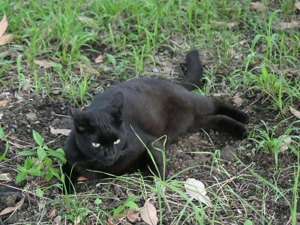 お腹をつけてぺたんとしてる黒猫。目を開けて警戒はしてるものの、明らかににぶい（2015年7月 パナソニック LUMIX FMC-G7）