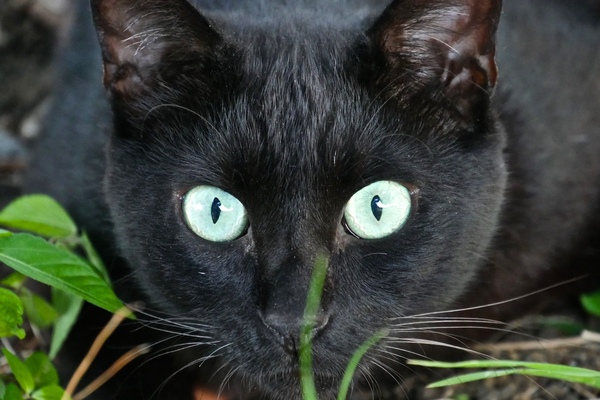 目が合ったので正面から。黒猫の顔をアップで撮るときのコツはマイナスの露出補正をかけること。そうすると黒が明るくならずにぎゅっと締まる（2015年7月 パナソニック LUMIX FMC-G7）