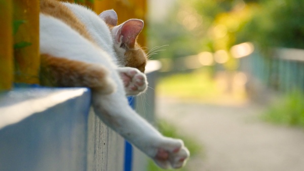 Ascii Jp Lumix G7 で撮る 夏恒例無防備すぎる猫たち 1 2