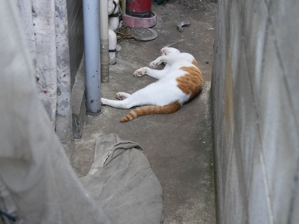 誰も見てないと思って、塀の隙間でゆだってる猫。外猫がここまで脱力してる姿はさすが夏（2015年7月 パナソニック LUMIX FMC-G7）