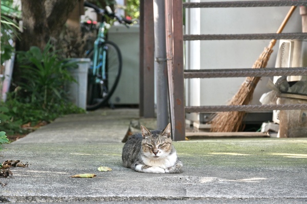 アパート前のきりっとした猫。正面から撮ろうと道路にしゃがみこんでの撮影（2015年7月 パナソニック LUMIX FMC-G7）