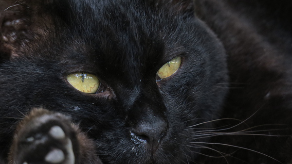 今回はいきなり黒猫のドアップから。これだけ黒いと夏は暑いだろうなあとちょっと同情しつつ。あ、よく見ると鼻水が……（2015年8月 キヤノン Powershot G3X）