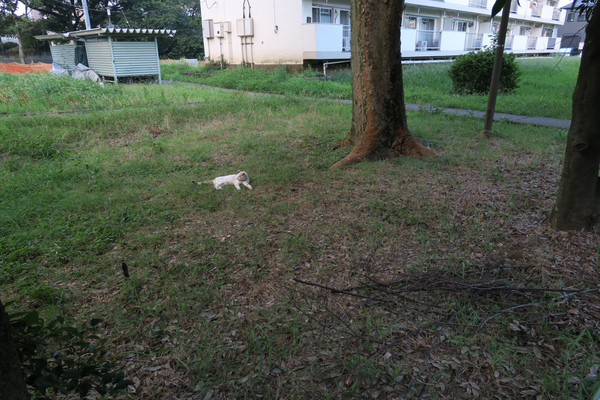 雑草の中に白いものがいる、と思ったら猫だった。あ、暑くてぼーっとしているといろんなものを猫と誤認しちゃうので注意。「あ、猫だ」と思って望遠レンズでチェックしたら雑巾だった、とかあります（2015年8月 キヤノン Powershot G3X）