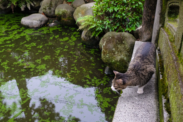 苔むした古い石の欄干の向こうを猫が歩いているとは誰も思うまい。ちょっと身を乗り出してカメラを向けたら、何かが気になる模様（2015年8月 富士フイルム X-T10）