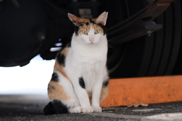今回、猫目線の写真がないので1枚くらいは、と思って採用してみた。車の下に潜り込んでるところを這いつくばって1枚。背景が暗いので、キリっと写ってくれた（2015年8月 富士フイルム X-T10）