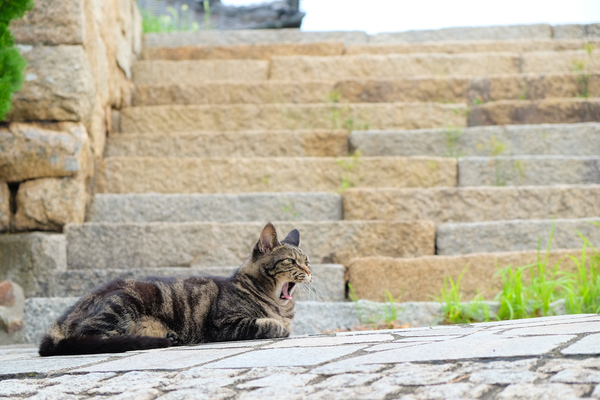 猫があまりに人慣れして、人が来るたびにすり寄ってくるのもどうかと思うが、この猫はいい距離感を持っているのであった。石畳と後ろの石段がうまく収まるよう這いつくばって撮影（2015年9月 富士フイルム X-T10）