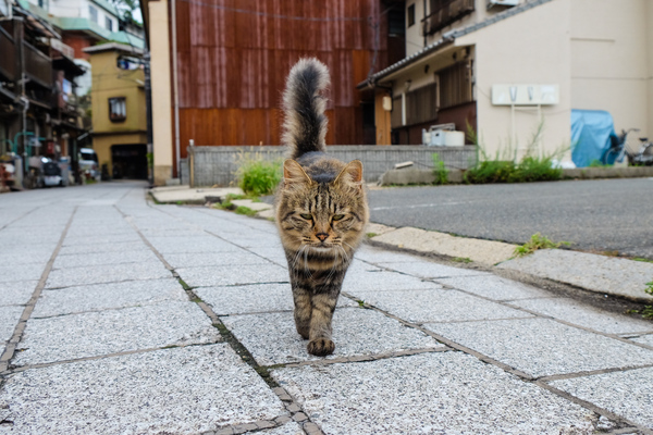 古くて狭い石畳の路地をとことことやってくる猫。しゃがんで猫の目の高さに合わせて撮影。ちゃんと顔にピントがきてくれてよかった（2015年9月 富士フイルム X-T10）