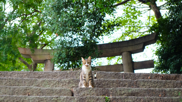 とことこ着いてきた猫が上から3段目でぴたっと止まってこっちを恨めしそうに見てる。そんな姿を見たら、もちろんカメラを構えて撮っちゃうのである。猫と石段と鳥居（2015年9月 富士フイルム X-T10）