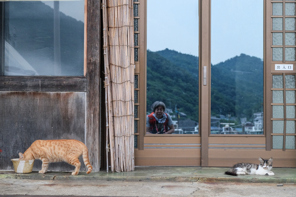 港に面したお家で猫発見。大柄なチャトラは水を呑み、ふわふわした子猫はのんびりと転がり、私はそれを撮る、の図。すぐ後ろに山が見えるように、ここは海と山がすごく近い場所なのだ（2015年9月 富士フイルム X-T10）
