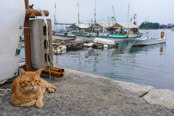 夕暮れの港と猫。港をバックに猫を撮る、となると猫がいい場所にいてくれなきゃいけないのでなかなか難しいのだが、このチャトラはたまたま最高の場所にいてくれた。こういうときは猫を端において海を広く撮るべし（2015年9月 パナソニック DMC-CM1）