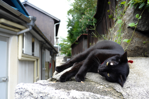 石の上でごろんした黒猫。右目上の白いワンポイントがオシャレ。この猫たくさん撮ったけど、これが一番後ろに伸びる路地の様子がわかりやすいので採用してみた。塀の上にそこはかとなくなっちゃんのしっぽが見えます（2015年9月 パナソニック DMC-CM1）