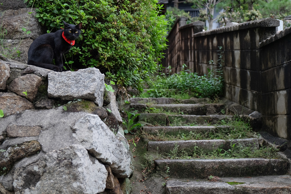 崩れかけて補修された石垣と草が生えて古びてきた階段と猫。これは渋い。首輪ならぬ前掛け（っぽい赤い布）がいいアクセントに。絵になる街に猫がいるともうそれだけでたまりません（2015年9月 富士フイルム X-T10）
