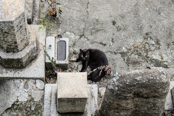 たまたま墓地に目をやったら、灰色の中に真っ黒な固まりが！ 昼寝してる猫でした。向こうもこっちに気づき、目があったところを撮影。写真の通り、ほぼ真下にいたのだ（2015年9月 富士フイルム X-T10）
