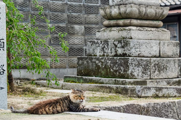 古いお寺の門前に陣取ってたライオン風の猫。ああ、あまりに立派な毛並みなので近寄ってアップで正面から撮りたかったわー、というくらい。残念。でもこの写真でライオンっぷりはわかるかと思う（2015年9月 富士フイルム X-T10）
