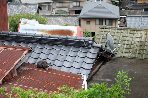 黒に近いグレー猫が錆びた屋根によく似合う。この猫なら屋根を伝ってどこへでも行けそうな、そんな街並みがよい（2015年9月 富士フイルム X-T10）