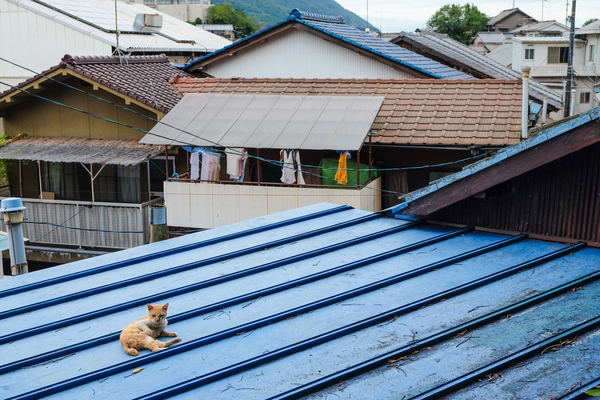 青い屋根の上でくつろぐの図。このあたりは港が近くて猫が多いエリアなのだ（2015年9月 富士フイルム X-T10）