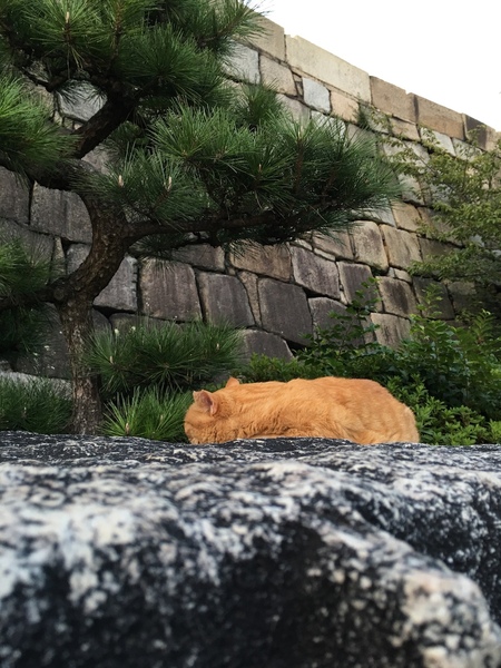 石垣をバックに撮ろうとすると背中写真になっちゃって、かといって猫はこっちを向いてくれないしというカット。でも背景に石垣を入れた方がお城で撮ったっぽいので無理矢理（2015年9月 Apple iPhone 6s Plus）