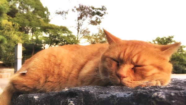 「石の上にも三年」って言葉を久しぶりに思い出したくらい動かなかった猫。おかげで至近距離で撮らせてもらった。「Snapseed」で補正・加工済み（2015年9月 Apple iPhone 6s Plus）